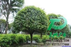園林綠化成為當下社會的一種新時尚