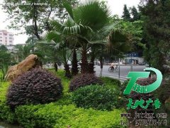 園林綠化為未來充滿憧憬